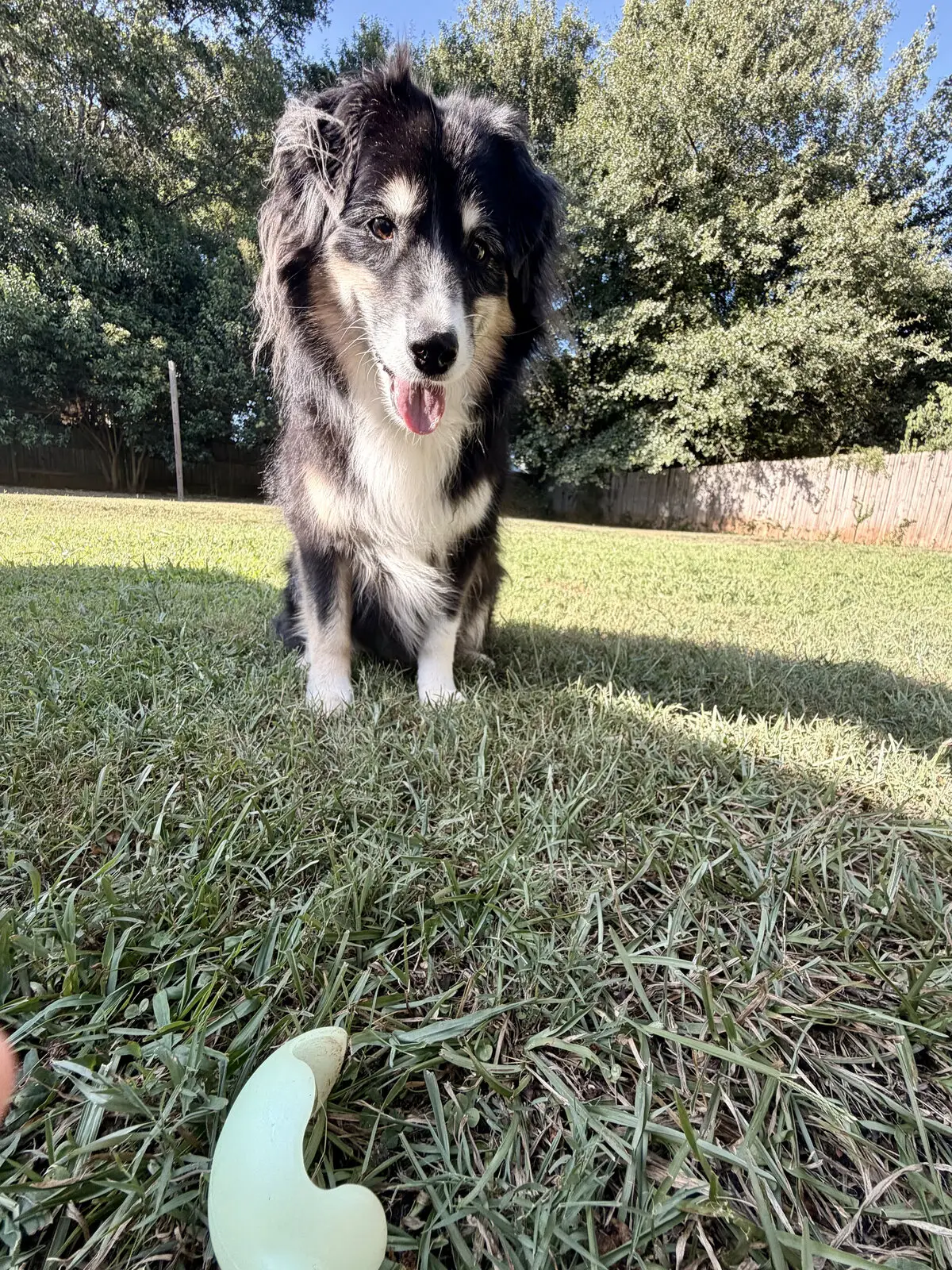 An Australian shepherd sitting in the grass
