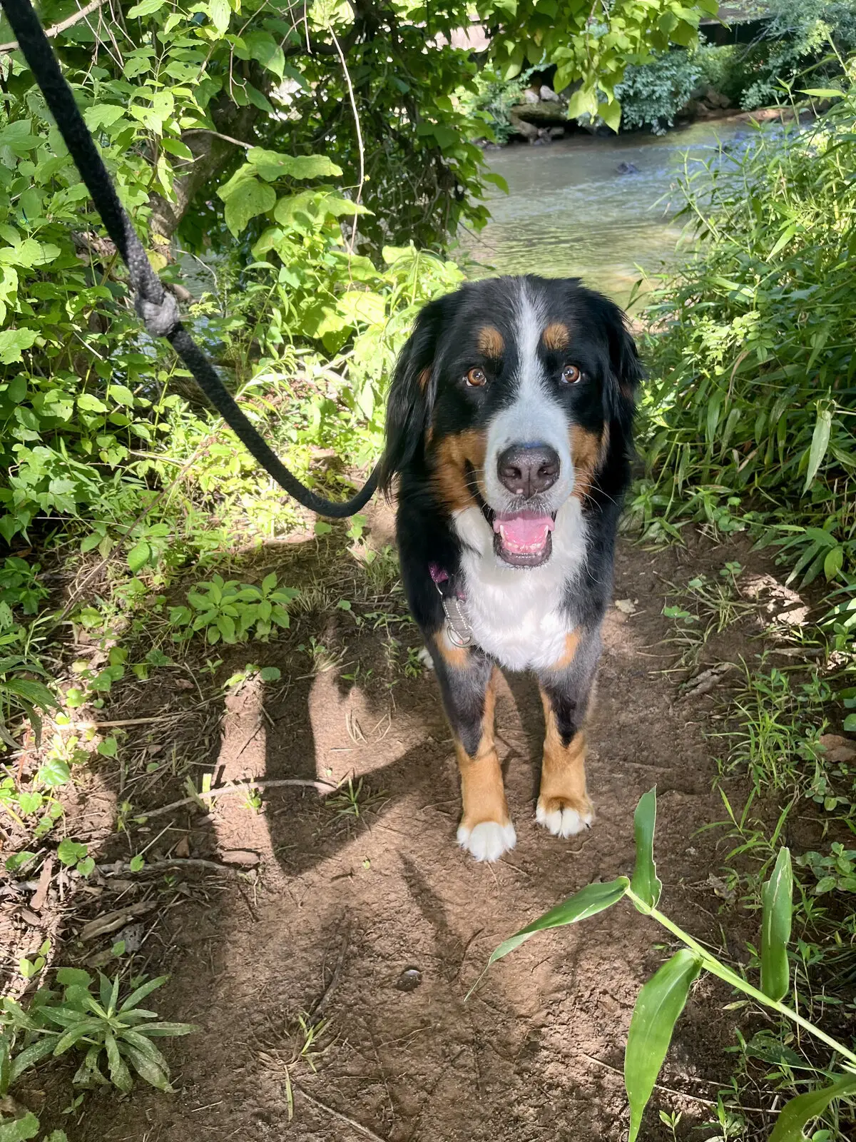 A Bernese mountain dog on a leash on a wooded trail