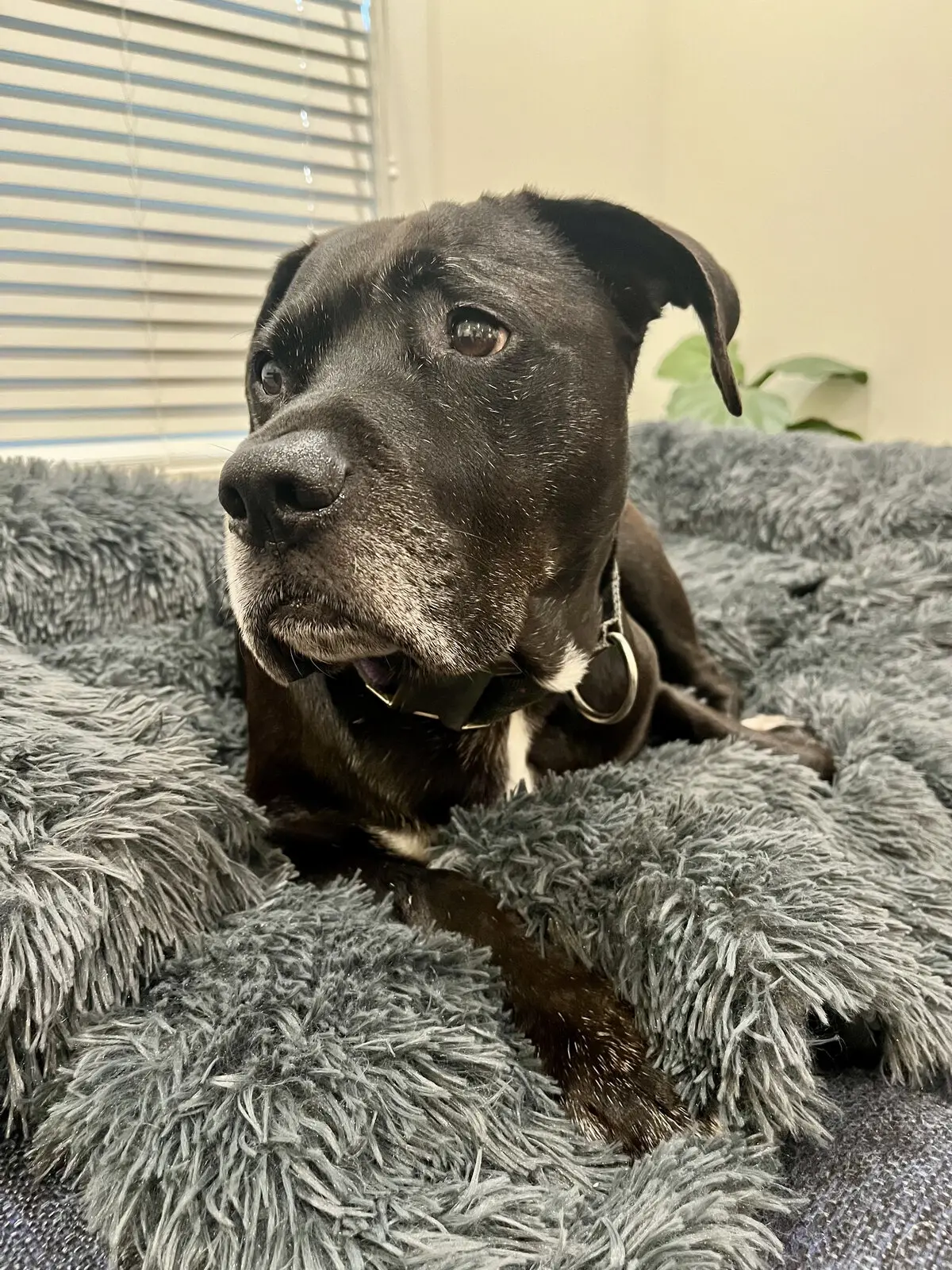 A black dog lounging on a fluffy gray bed