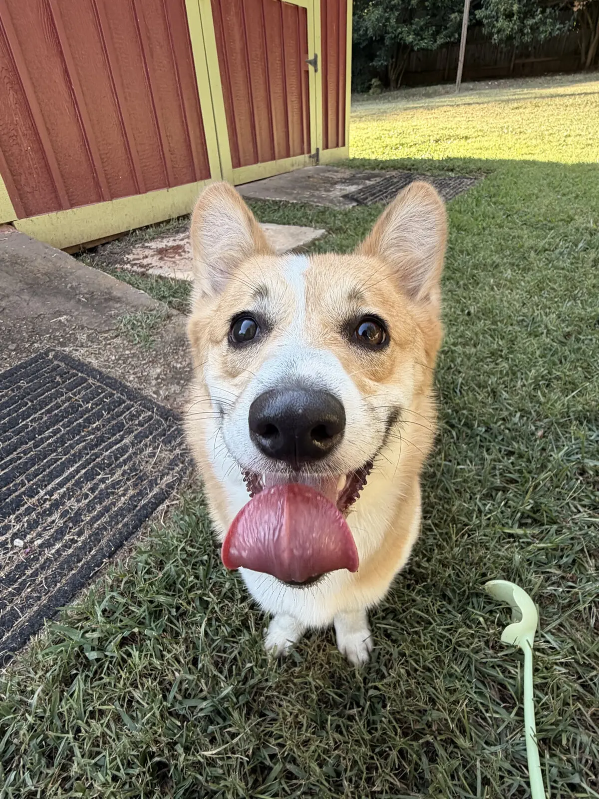 A corgi grinning with its tongue out on the lawn