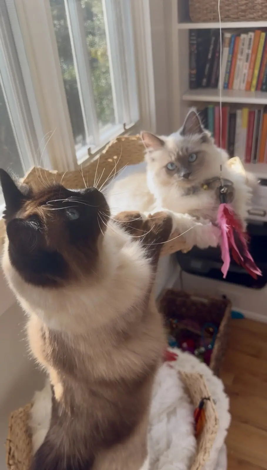 Two fluffy cats playing on a cat tree by the window