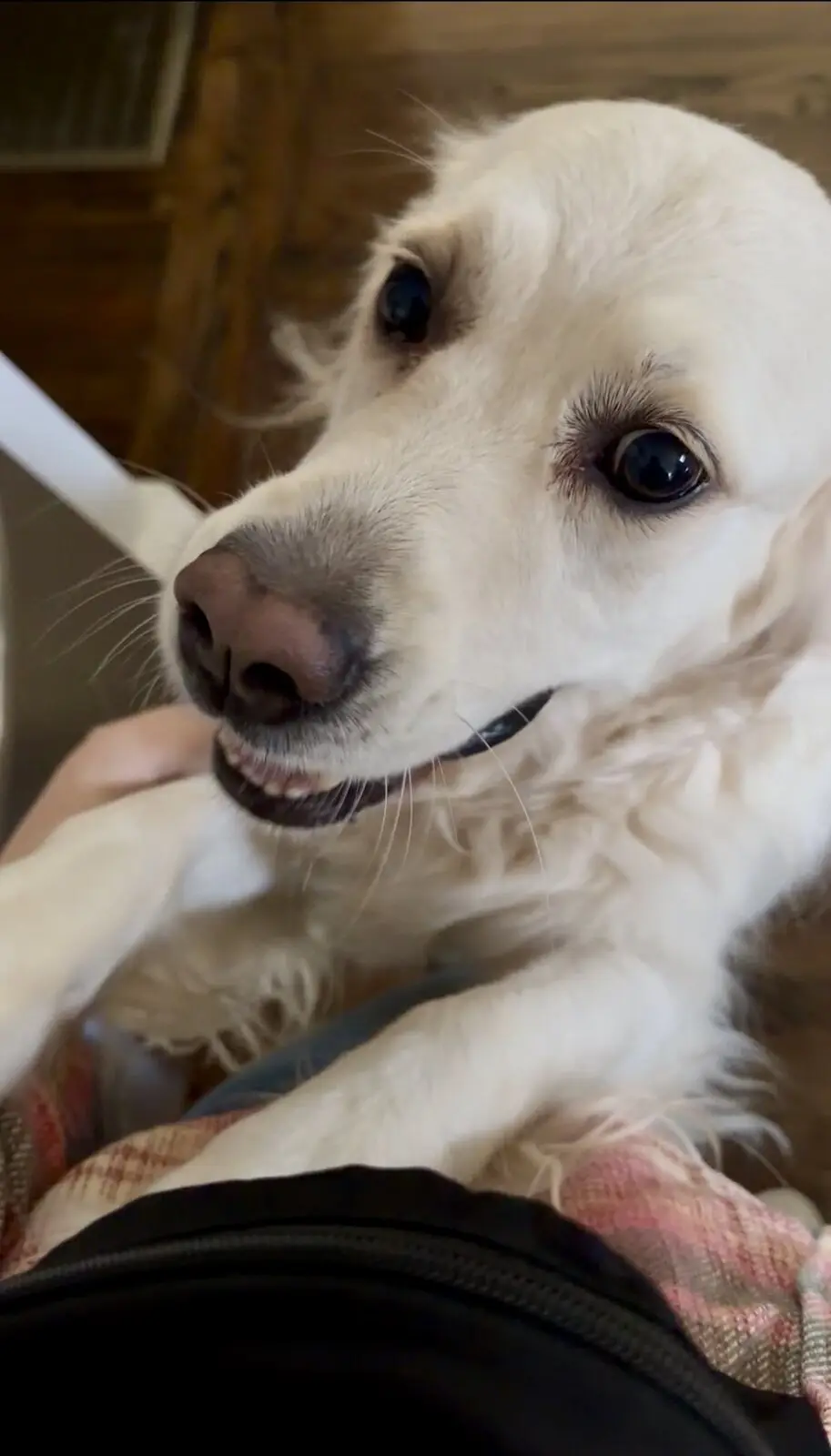 A smiling white golden retriever greeting the camera up close